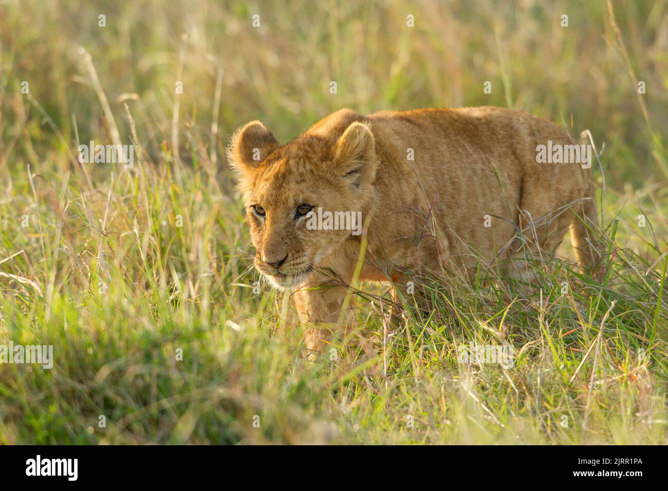 Lion (Panthera leo) cub Stock Photo - Alamy