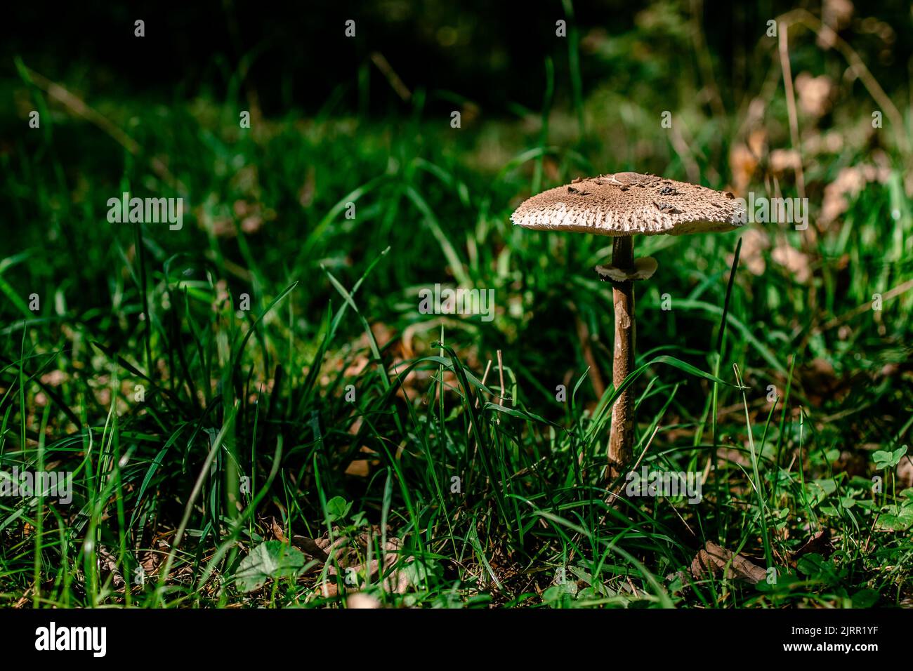 mushroom umbel Macrolepiota procera on a green sunny lawn. View from above. copy space. Stock Photo