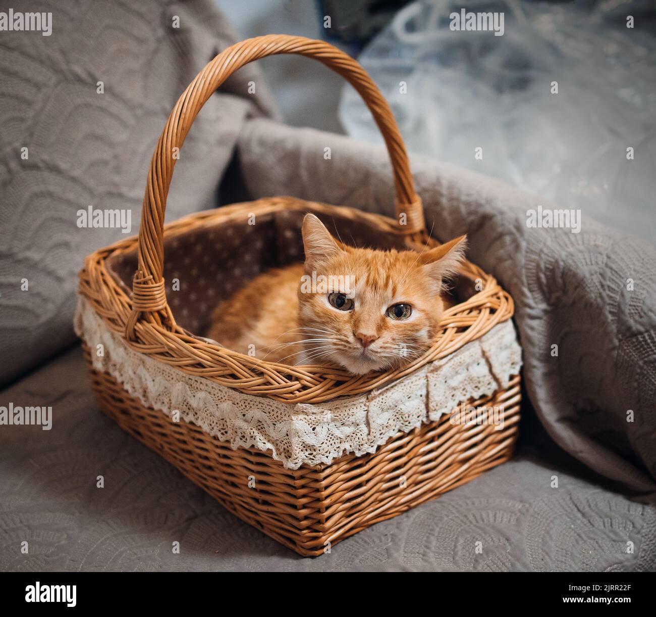 red fluffy cat sits in a basket. Stock Photo