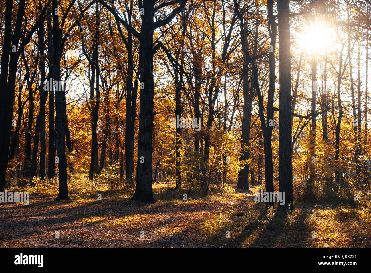 Autumn landscape beautiful colored trees in the forest, glowing in ...