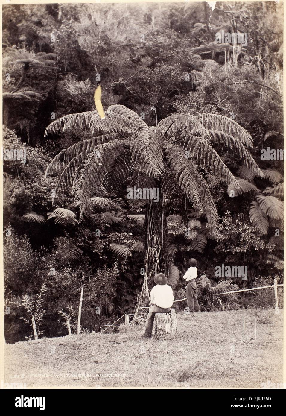 Ferns - Waitakerei - Auckland, 1880s, Dunedin, by Burton Brothers. Stock Photo