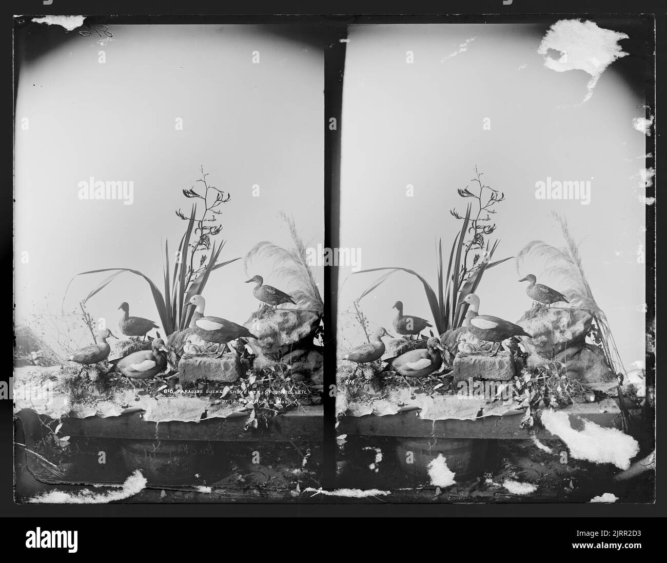 Paradise Ducks, Shoveller, Spoonbill Stock Photo - Alamy