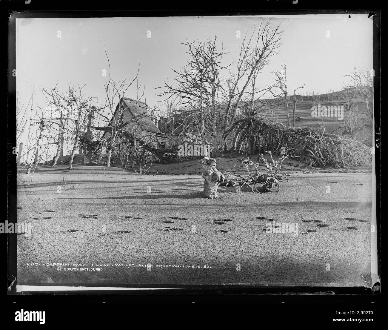 Captain Way's House, Wairoa after eruption June 10 1886 Stock Photo Alamy