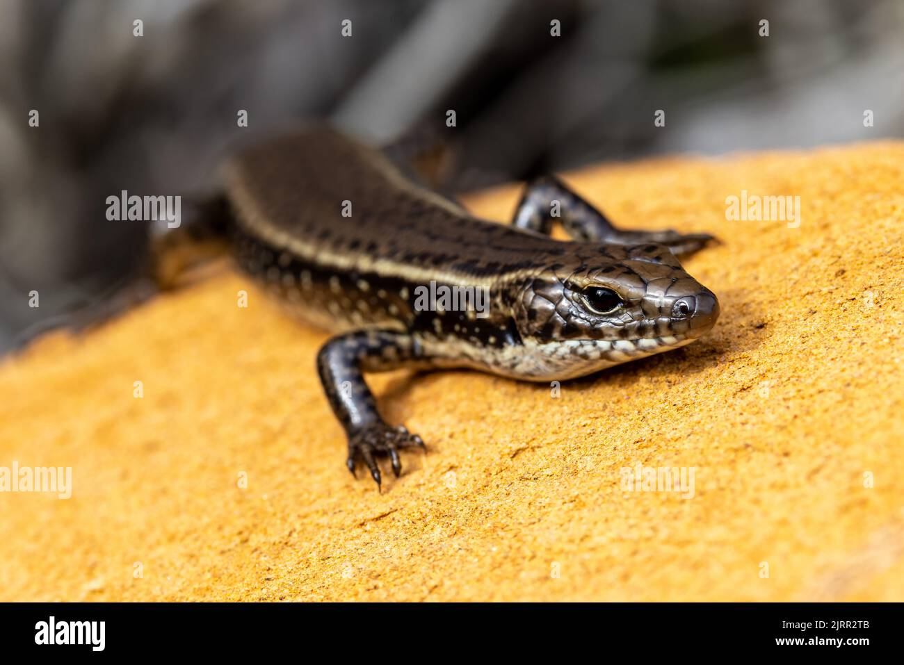 Eastern Water Skink basking on rock Stock Photo - Alamy