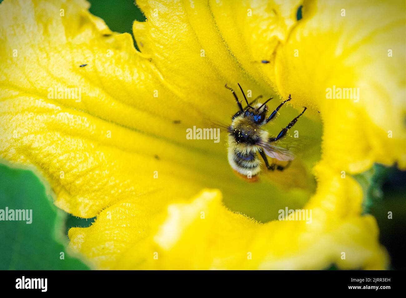 Closeup of an orange-belted bumble bee covered in yellow pollen as it collects nectar in yellow flower. Also known as tricolored bumblebee, this honey Stock Photo