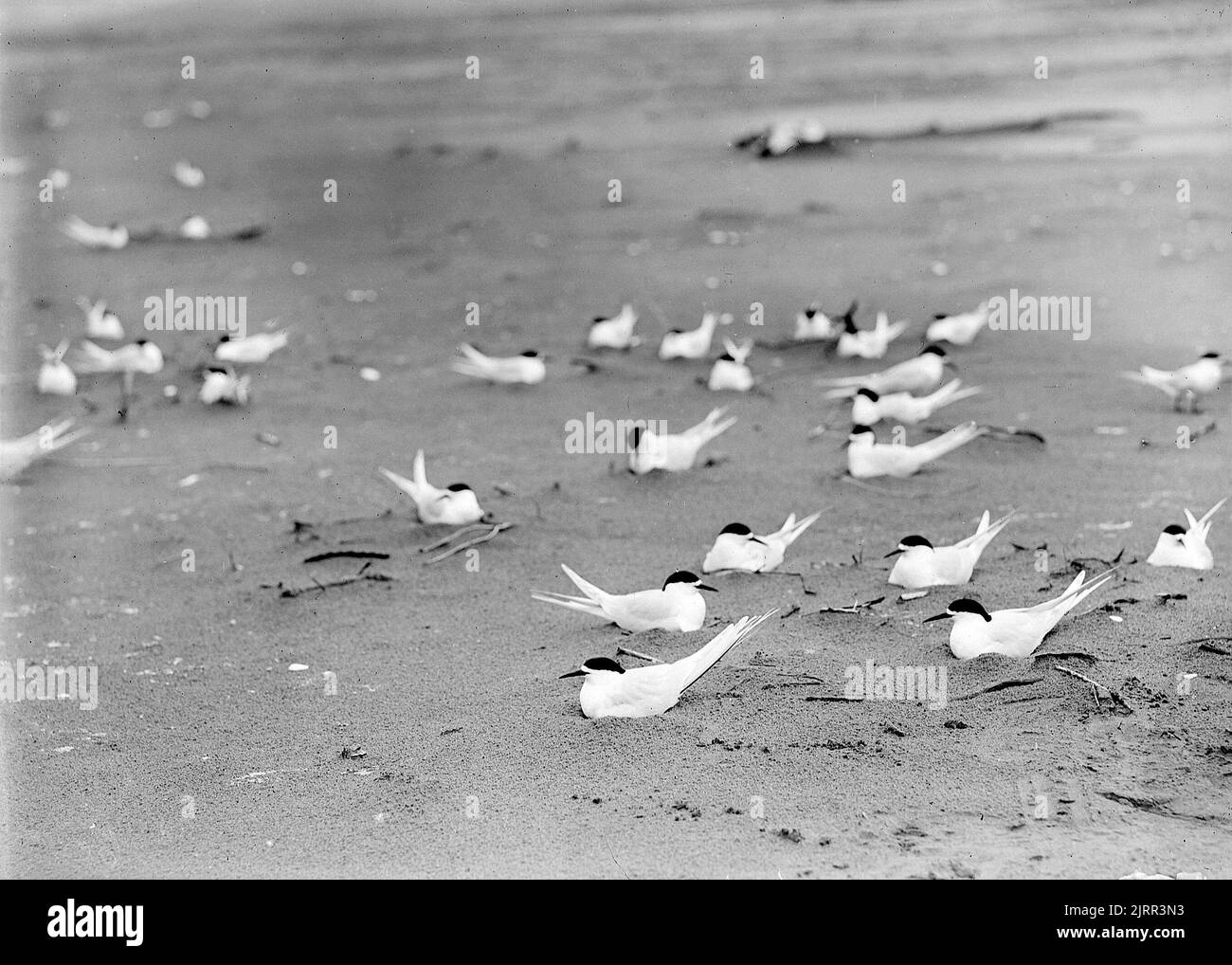 Sterna striata (Laridae), circa 1910, Prangahau, by Herbert Guthrie