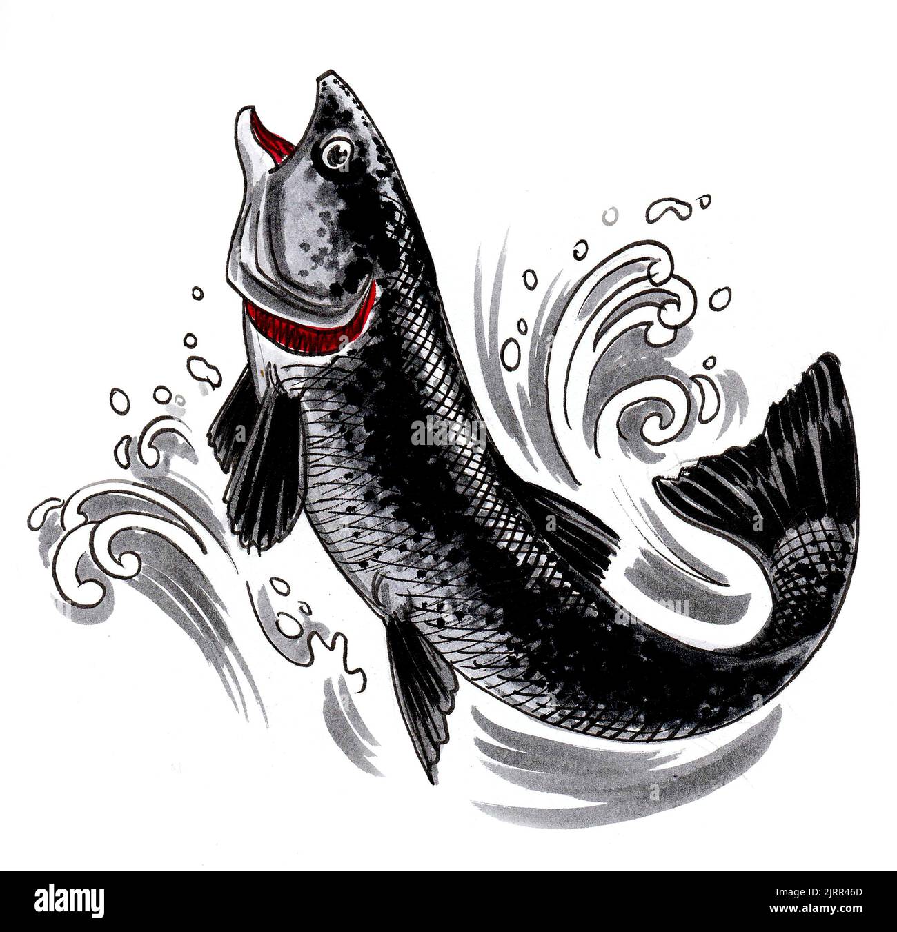 Jumping salmon fish. Ink and watercolor drawing Stock Photo Alamy