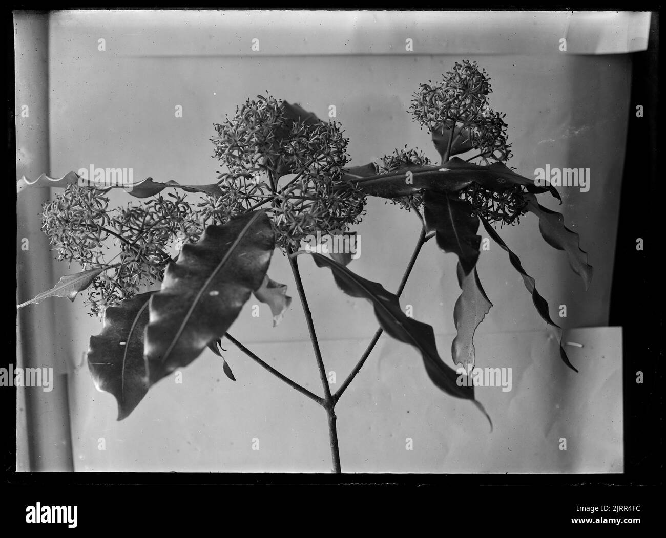 Pittosporum eugenioides, circa 1910, by Fred Brockett. Stock Photo