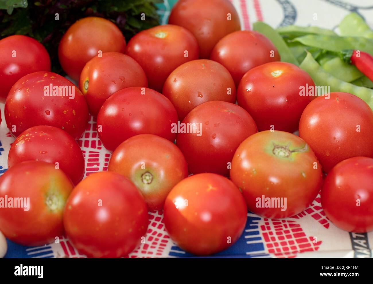 'Alicante' Tomato, Tomat (Solanum lycopersicum) Stock Photo