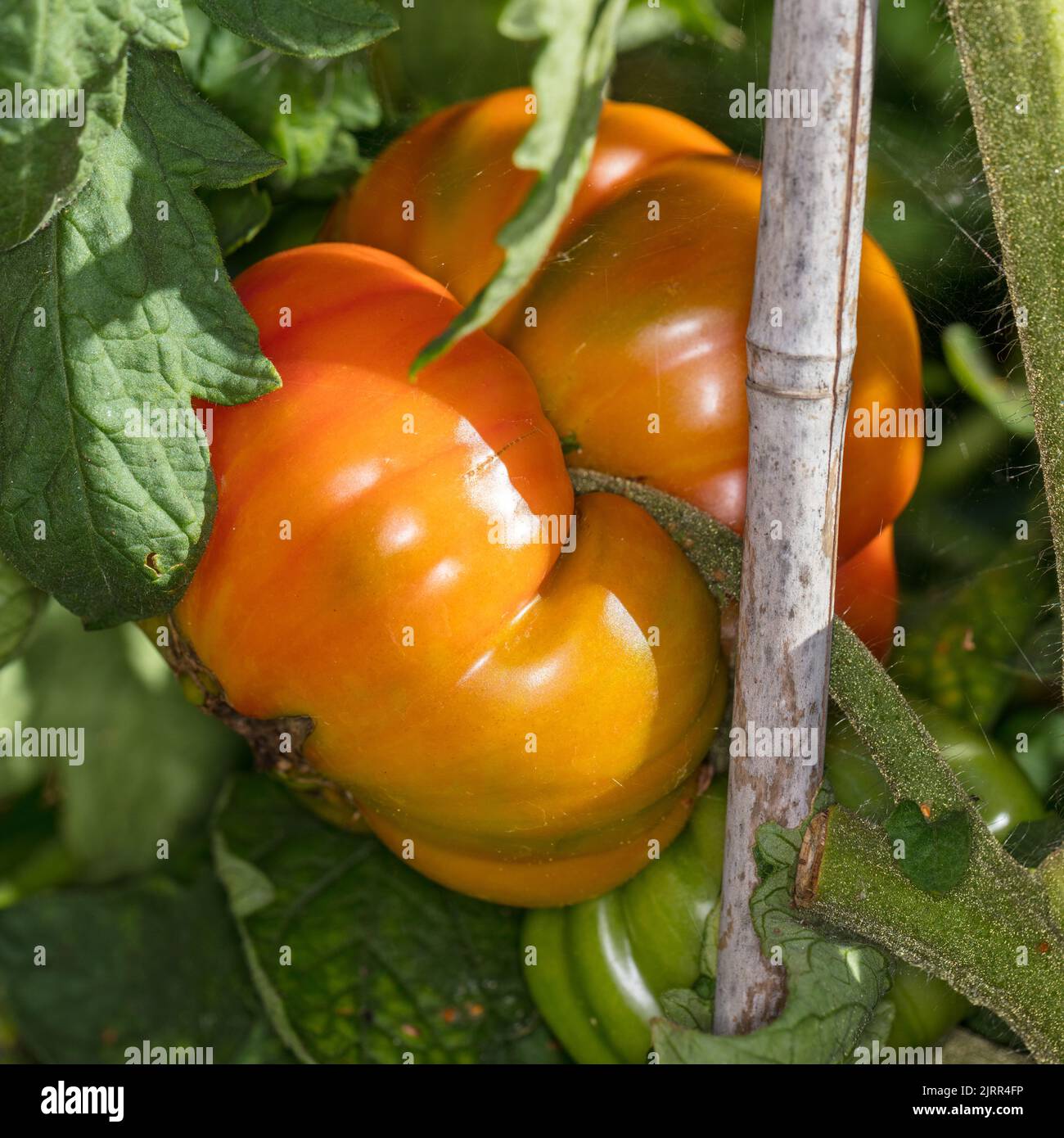 'Ananas, Pineapple' Tomato, Bifftomat (Solanum lycopersicum) Stock Photo