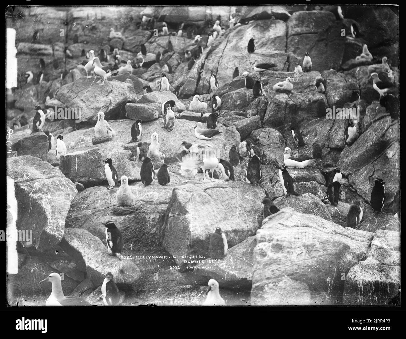Mollyhawks and penguins, Bounty Islands, circa 1888, Bounty Islands, by