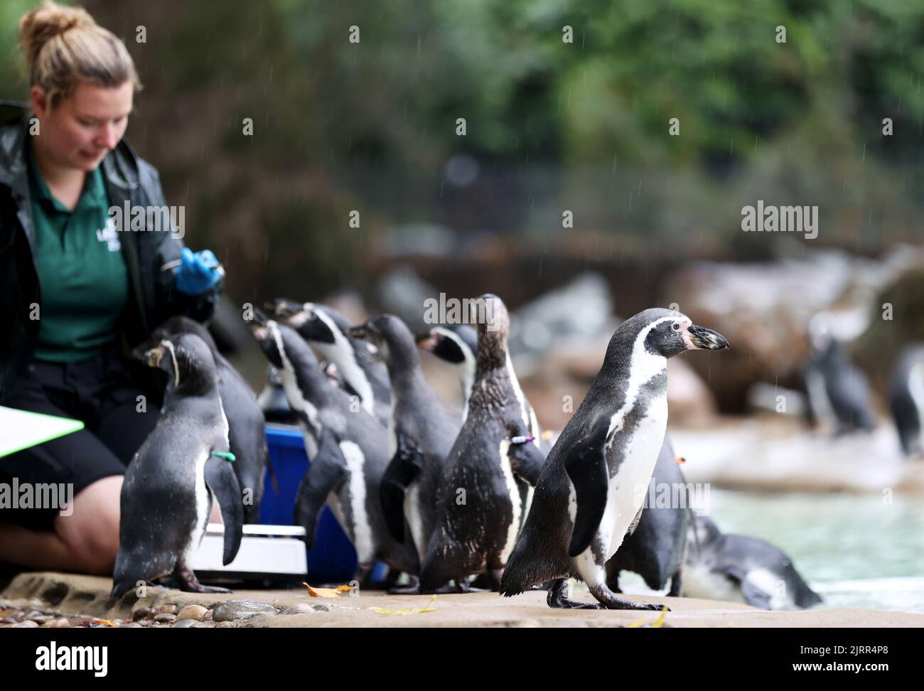 London, Britain. 25th Aug, 2022. Penguins are seen during the annual