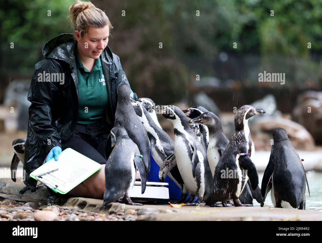 London, Britain. 25th Aug, 2022. Penguins are seen during the annual