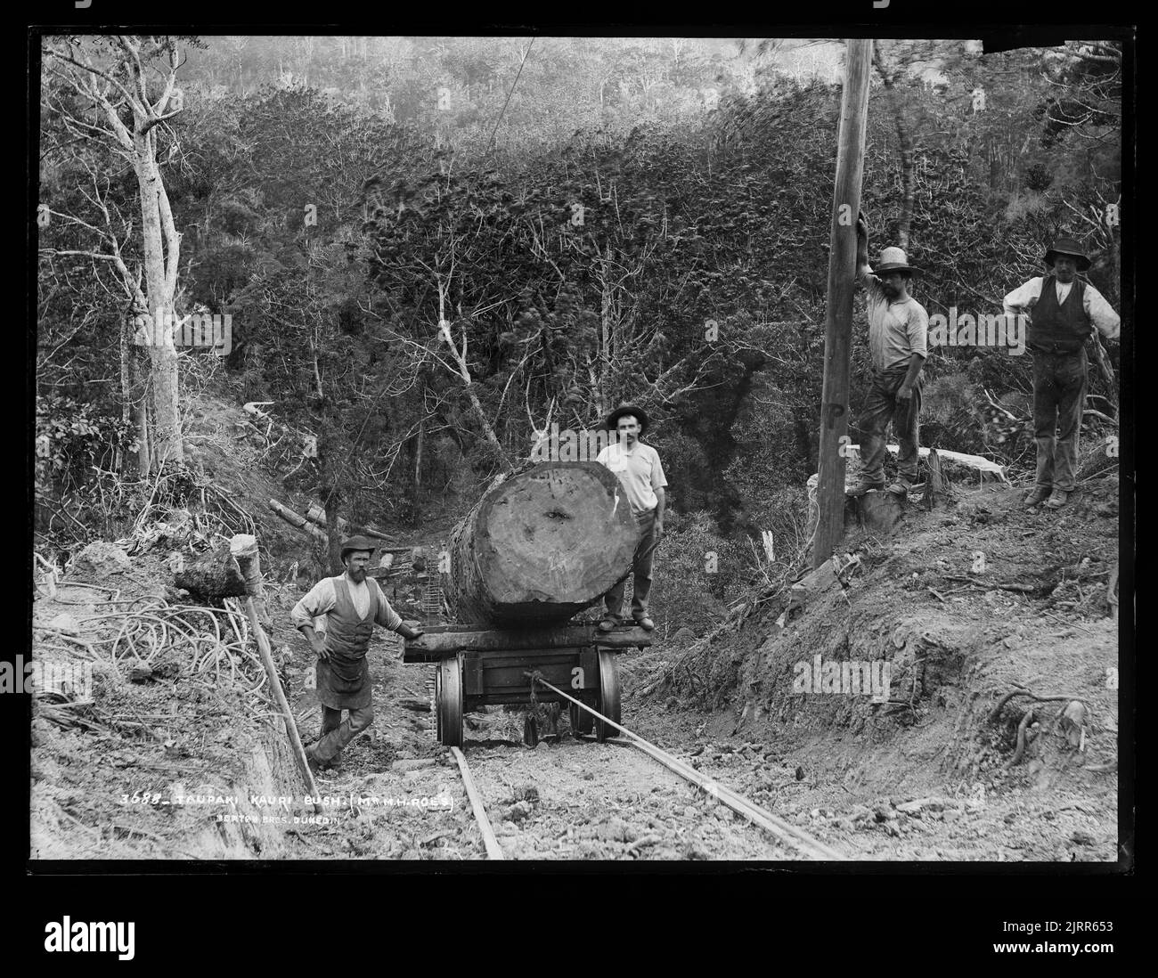 Taupaki kauri bush Black and White Stock Photos & Images - Alamy