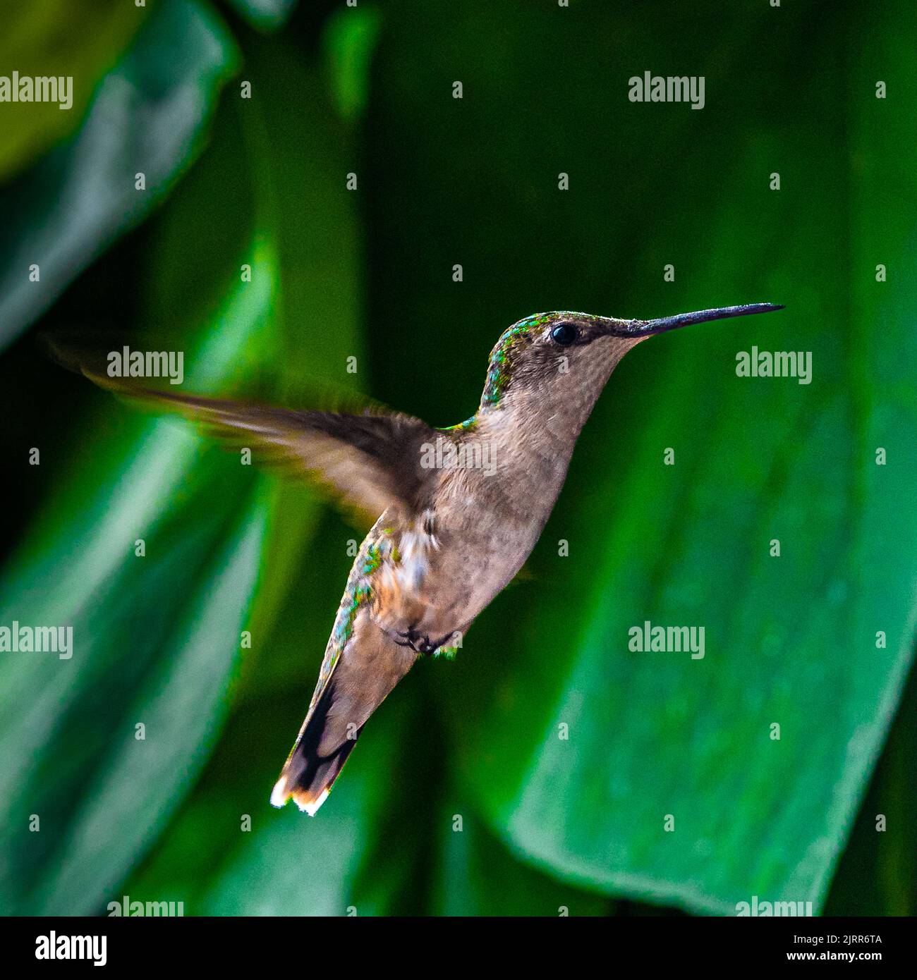 Hummingbirds. In an overgrown garden in Barrie Ontario, the smallest birds fly to the colourful flowers to feed on the sweet flower nectar. Stock Photo