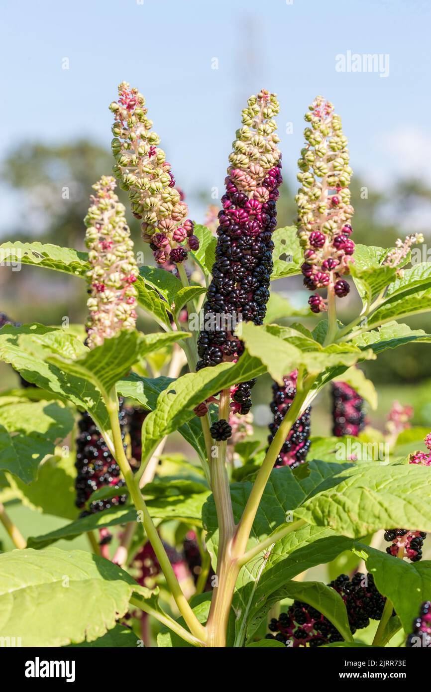 Indian pokeweed, Kermesbär (Phytolacca acinosa) Stock Photo