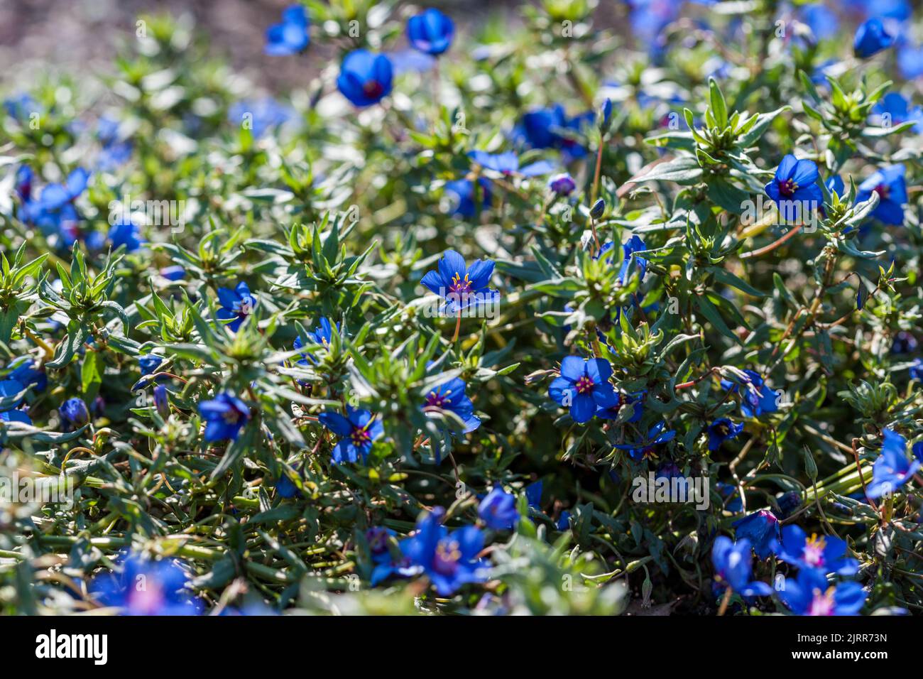 Blue pimpernel, Praktmire (Anagallis monelli) Stock Photo