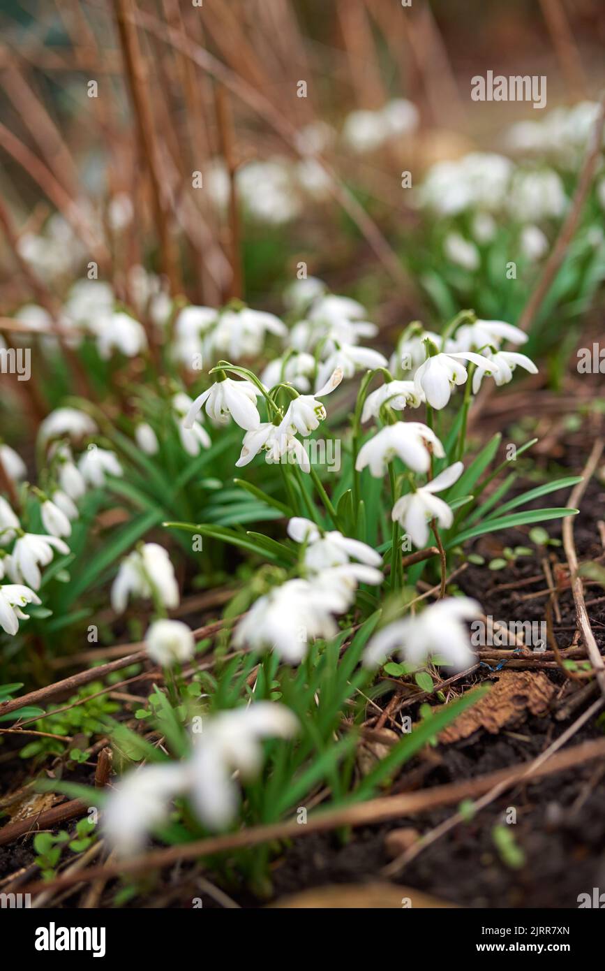 Snowdrops in the garden. Spring is coming -Snowdrops in my garden. Stock Photo