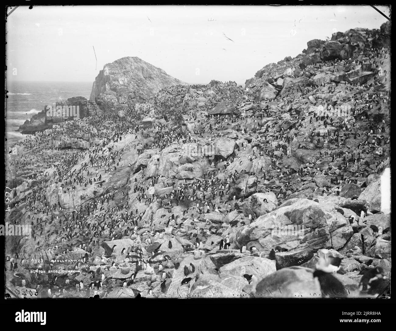 Mollyhawks and penguins, Bounty Islands, circa 1888, Bounty Islands, by