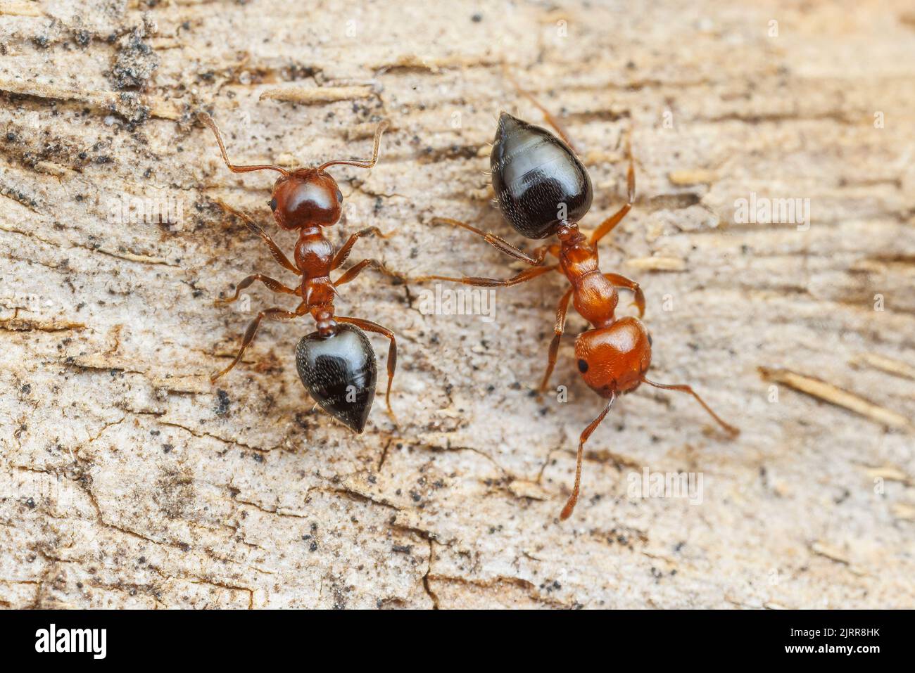 Acrobat Ant (Crematogaster hespera) workers of different sizes pass