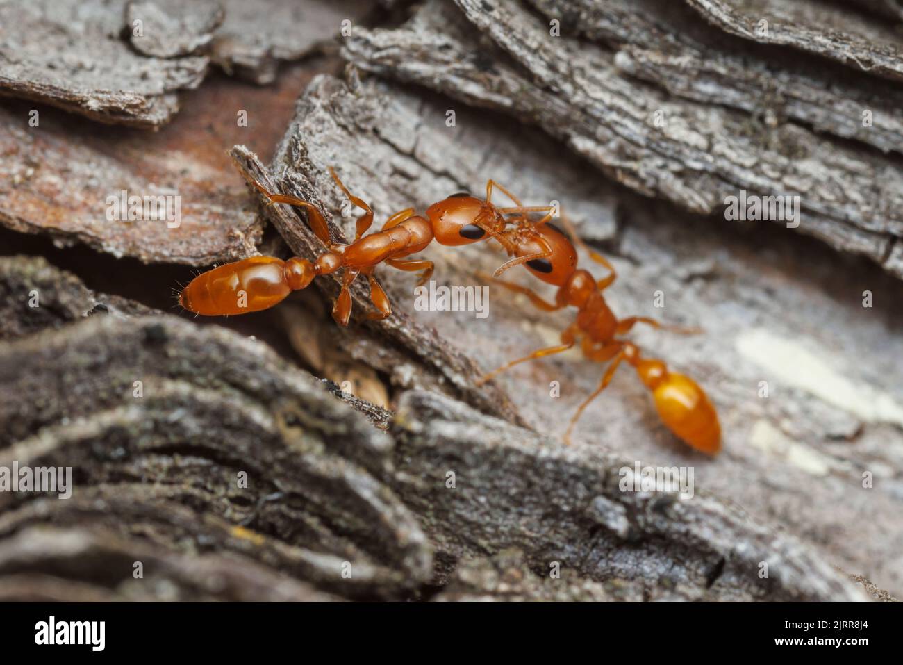 Apache Twig Ants (Pseudomyrmex apache) intereact while foraging Stock