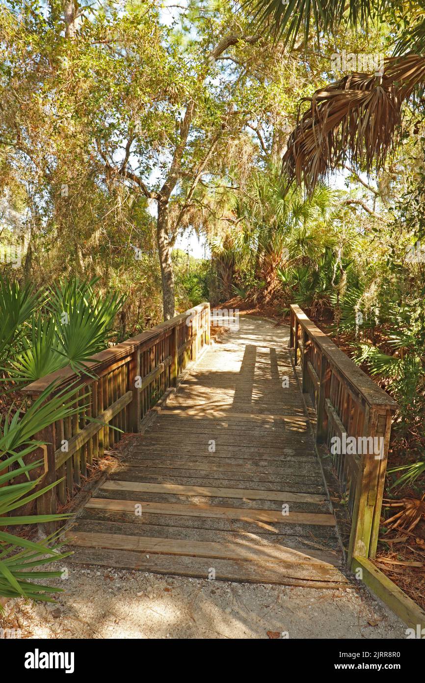 Wooden walkway on a trail at Oscar Scherer State Park near Osprey, Florida vertical Stock Photo