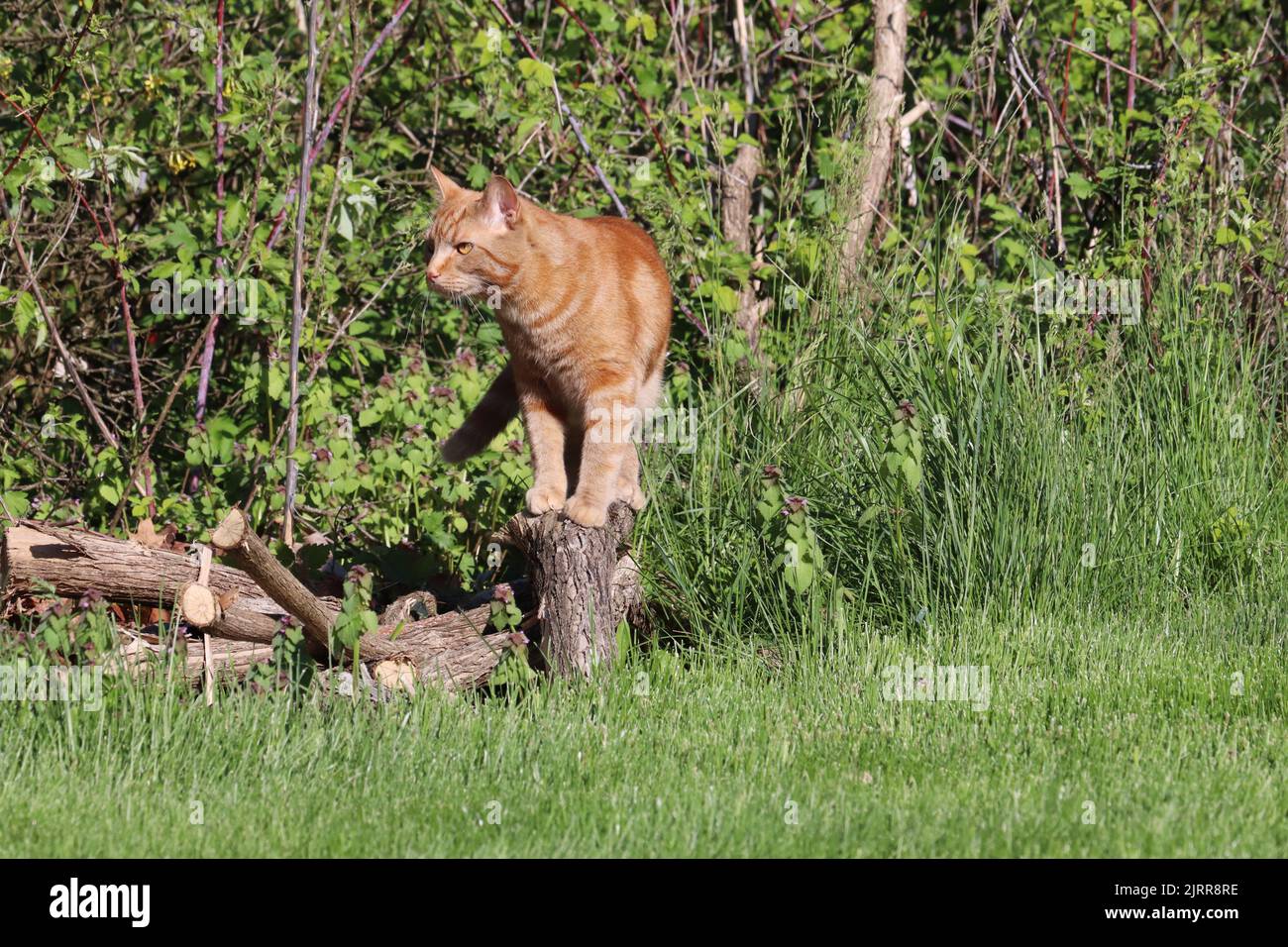 A copper-eyed, male orange domestic shorthair classic red tabby cat (Felis catus) outside standing on a wood pile and looking for prey Stock Photo