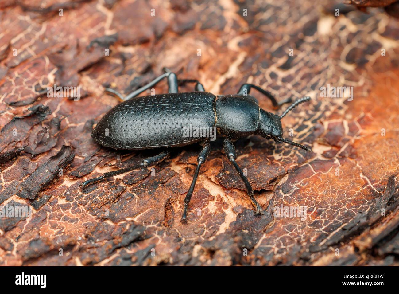 Darkling Beetle (Iphthiminus sp Stock Photo Alamy
