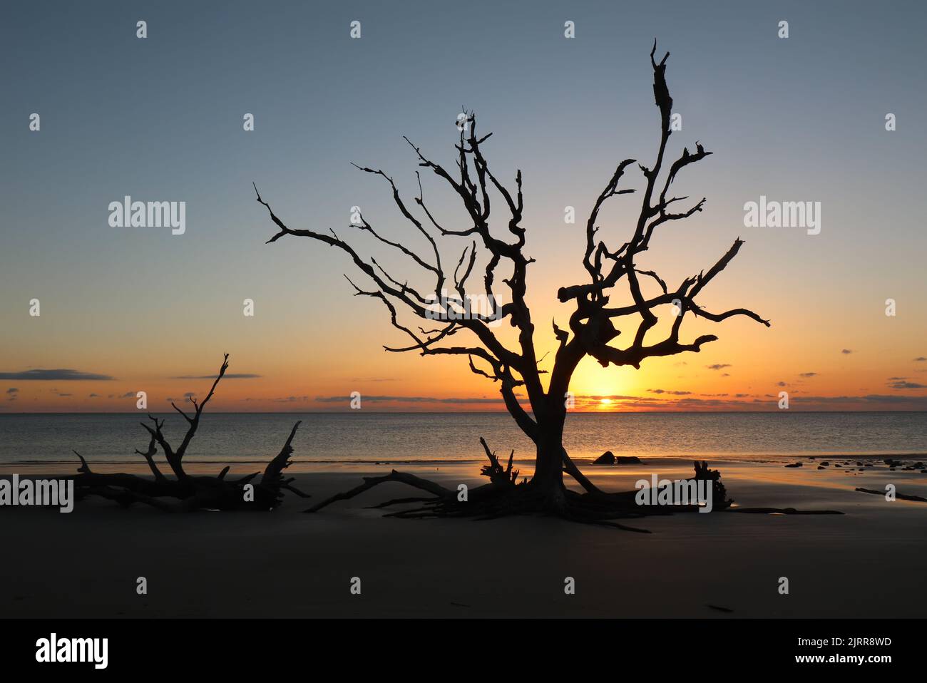 Sunrise silhouette of a dead tree on Driftwood Beach at the north end of Jekyll Island, Georgia Stock Photo