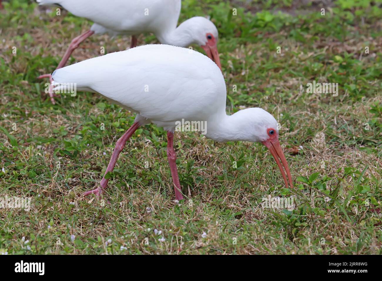 Two white ibis (Eudocimus albus) walks on grass in Robinson Preserve in northwest Bradenton, Florida Stock Photo