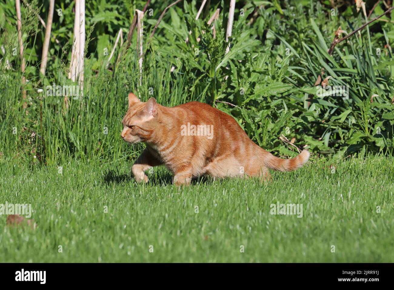 A copper-eyed, male orange domestic shorthair classic red tabby cat (Felis catus) outside stalking prey on a lawn Stock Photo