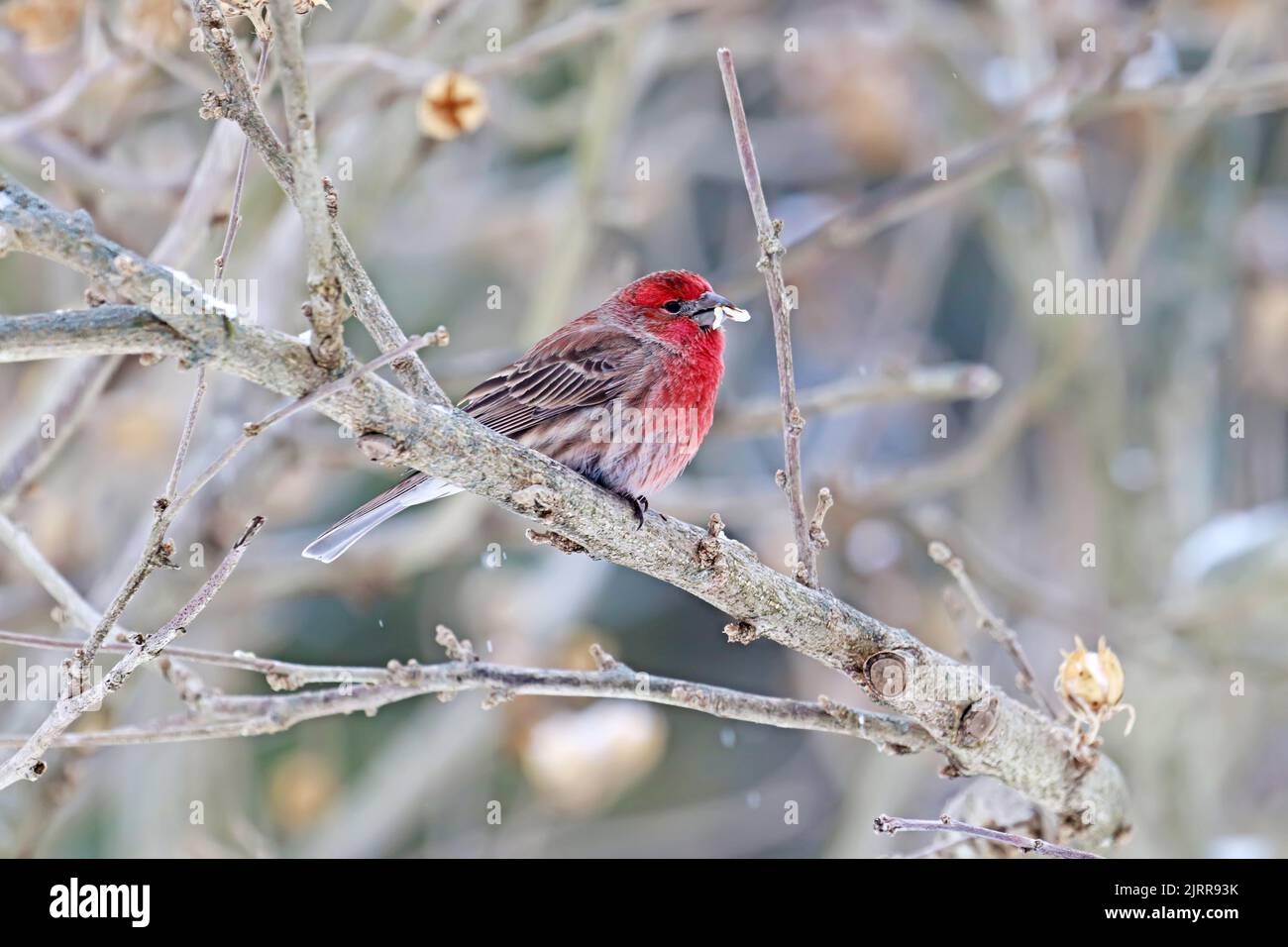 An adult male house finch (Haemorhous mexicanus) perches on a branch while eating a safflower seed in Indiana, USA with streaks of snow in winter Stock Photo