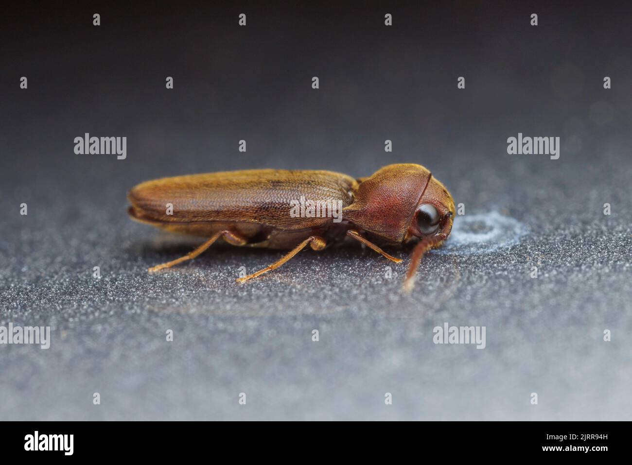 A False Click Beetle (Dirrhagofarsus unicolor) attracted by white light at night. Stock Photo