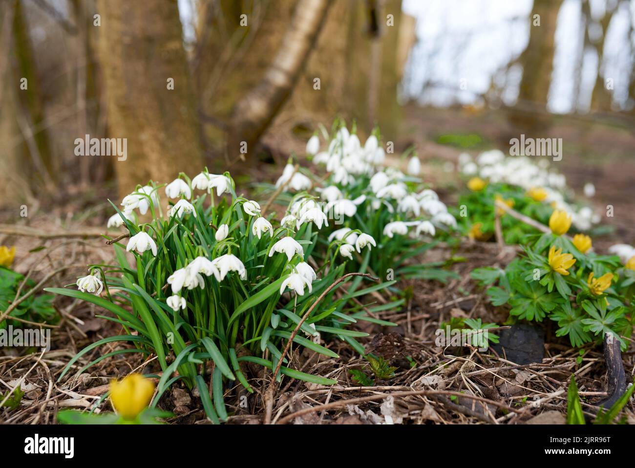 Snowdrops in the garden. Spring is coming -Snowdrops in my garden. Stock Photo