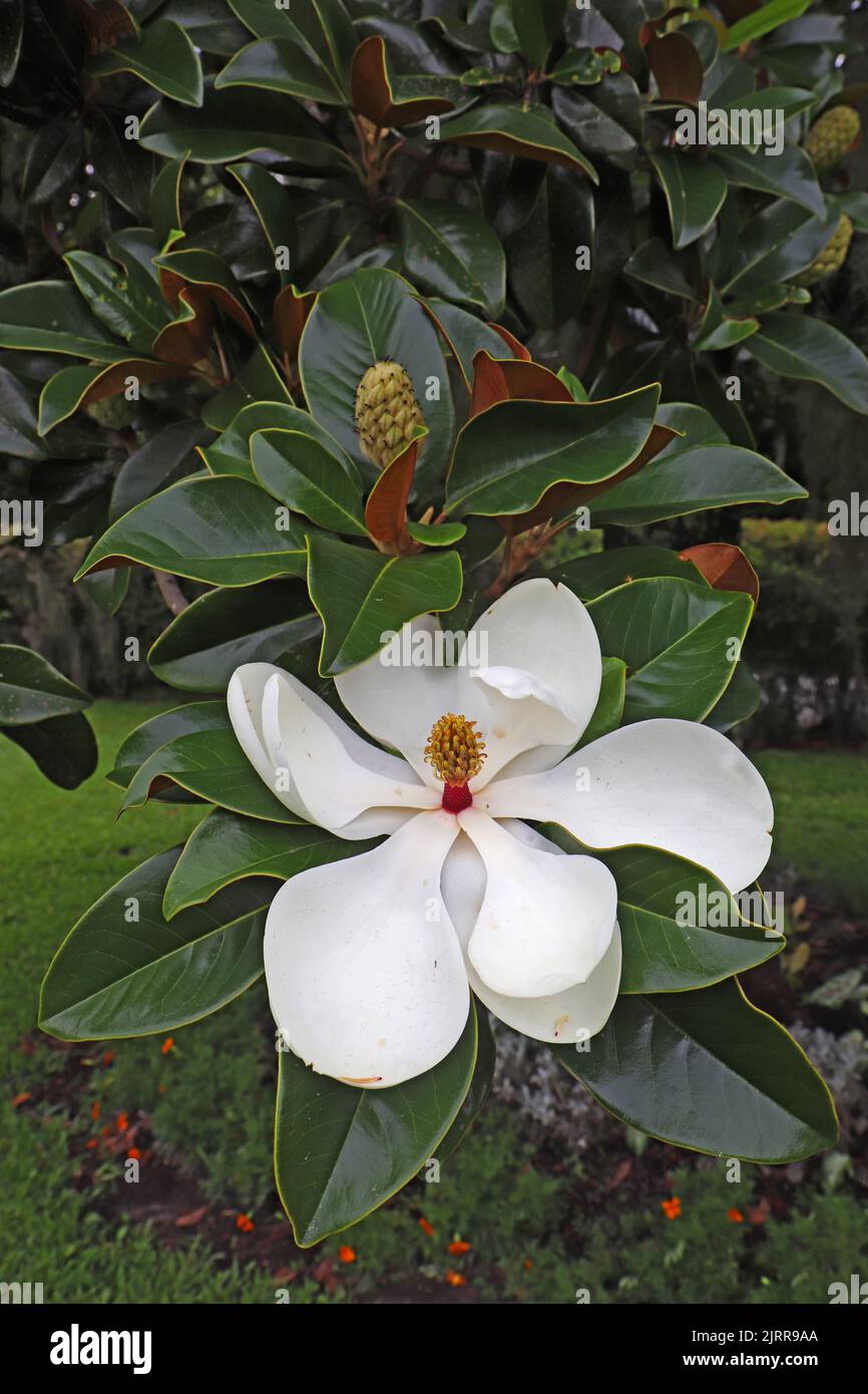 Large white flower and leaves of the southern magnolia or bull bay (Magnolia grandiflora) growing in South Carolina vertical Stock Photo