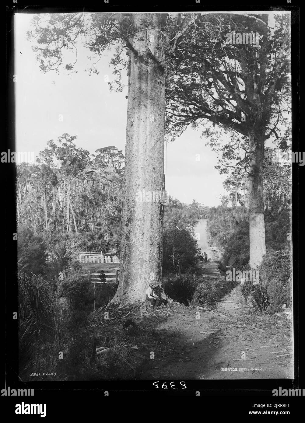Kauri and new zealand Black and White Stock Photos & Images Alamy