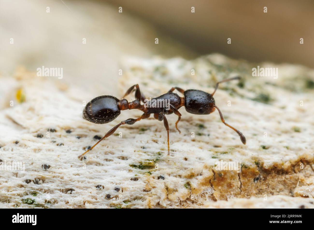 Acorn Ant (Temnothorax obturator) Stock Photo