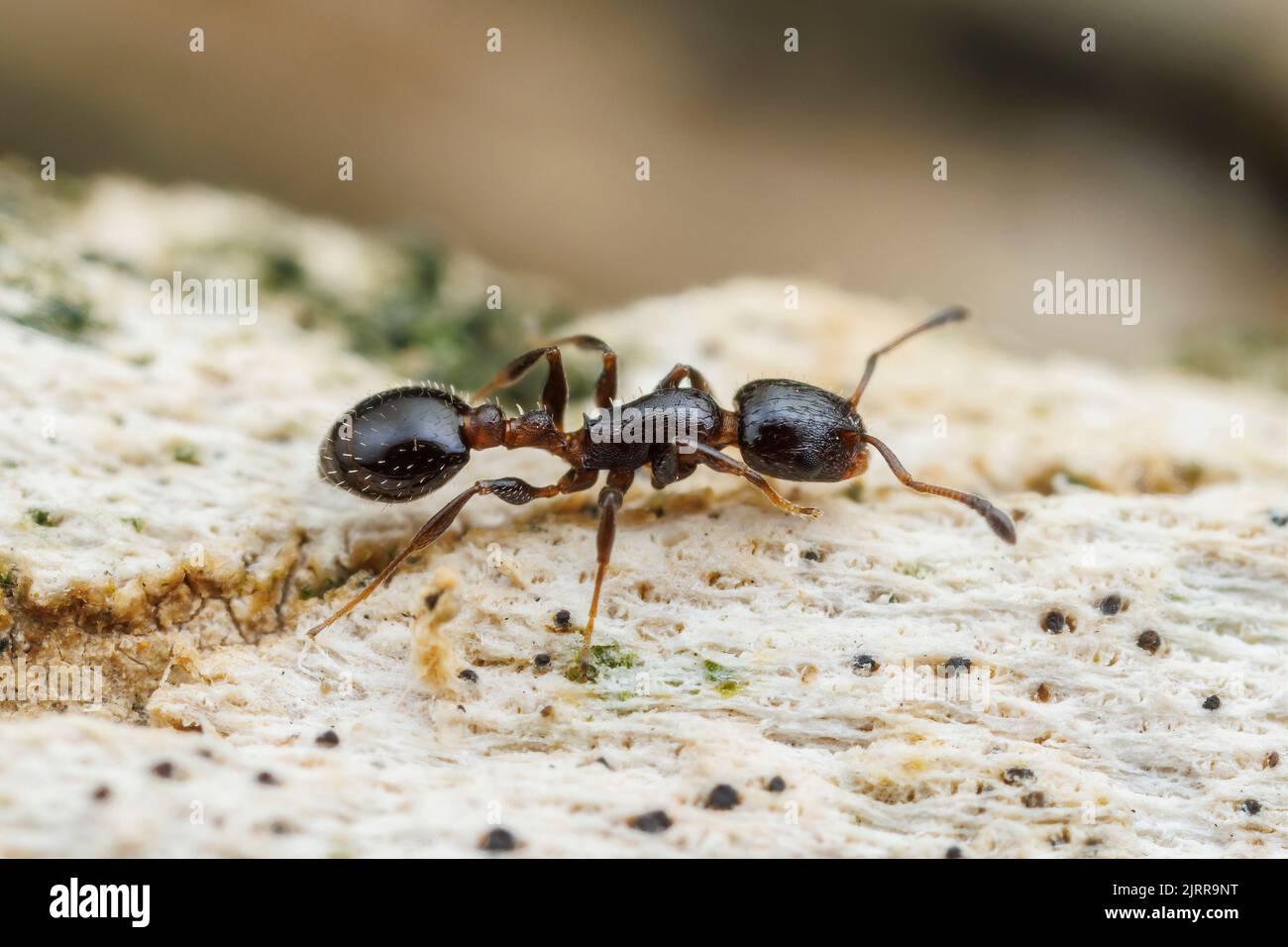 Acorn Ant (Temnothorax obturator) Stock Photo
