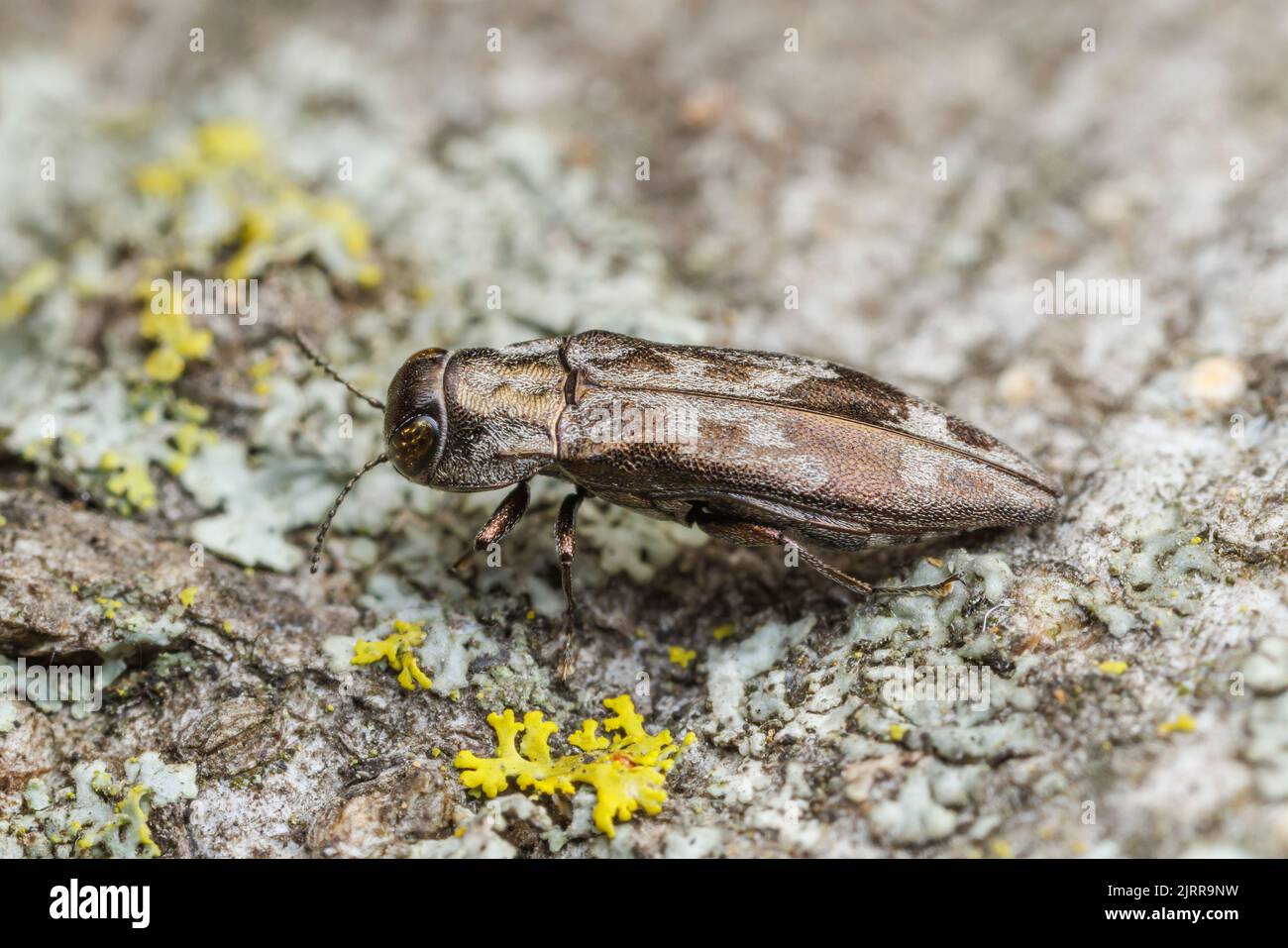 Metallic Woodboring Beetle (Agrilus lecontei Stock Photo Alamy