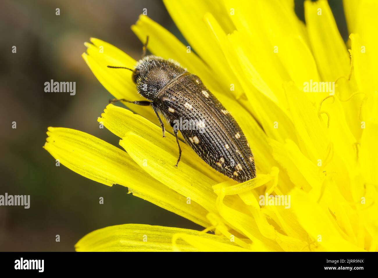Metallic Woodboring Beetle (Acmaeodera tubulus Stock Photo Alamy