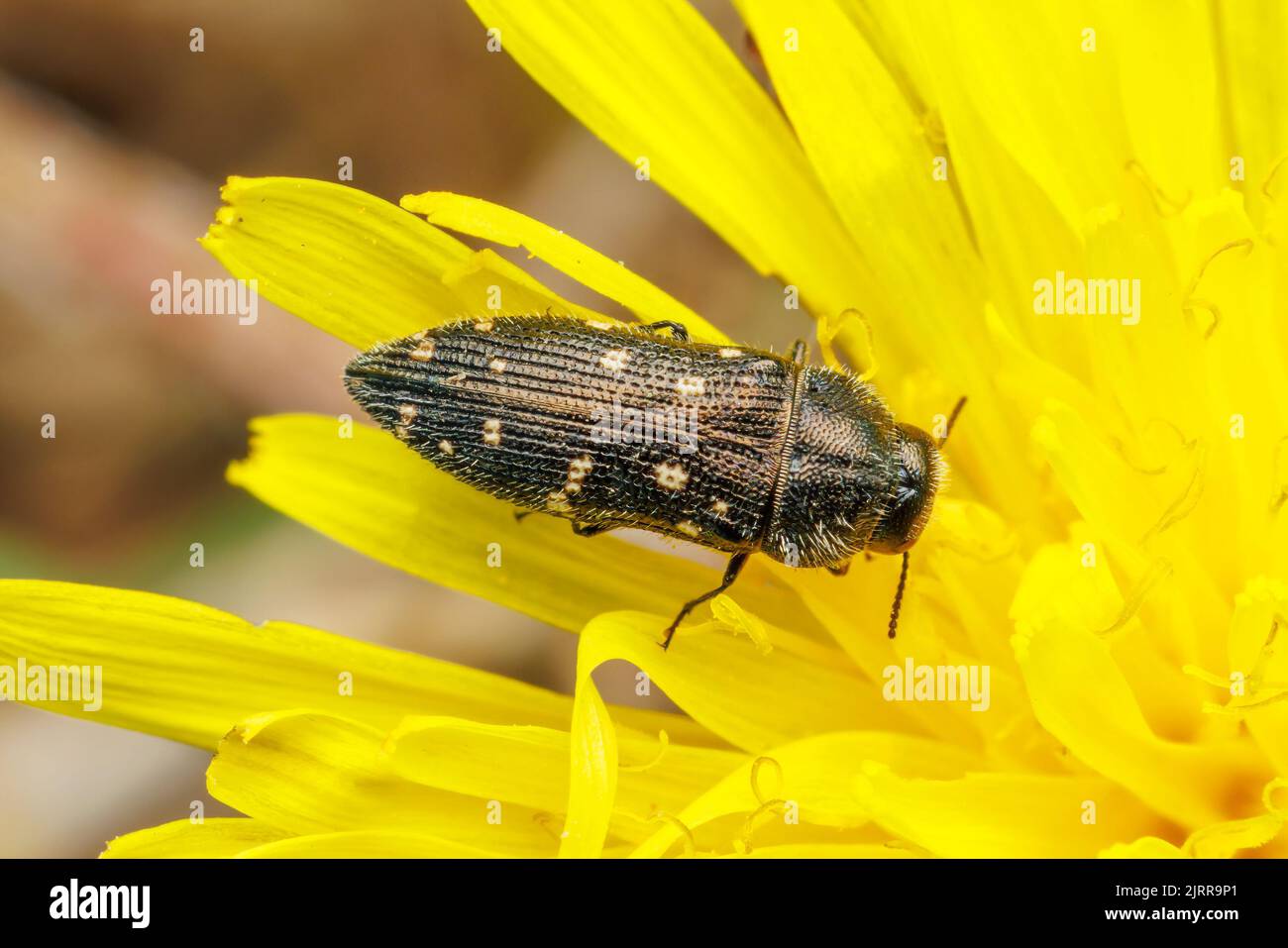 How To Identify And Prevent A Wood Boring Beetle vrogue.co