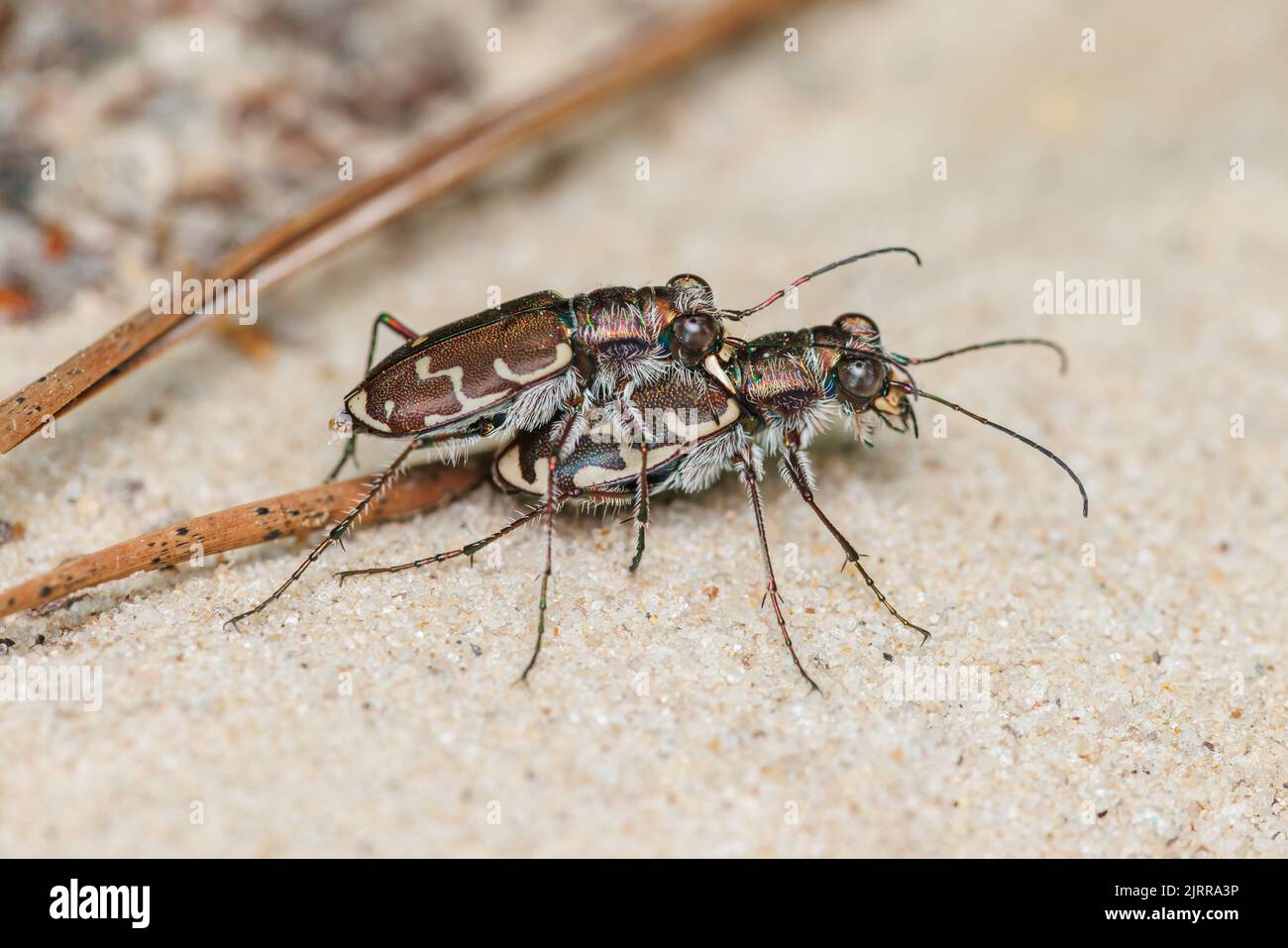 Bronzed Tiger Beetle (Cicindela repanda), mating pair. Stock Photo