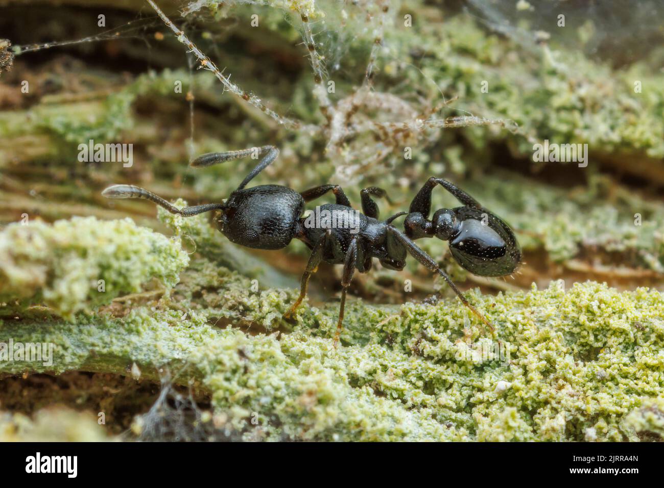 An Acorn Ant (Temnothorax misomoschus) forages on the side of a sabal palm (Sabal mexicana) tree. Stock Photo