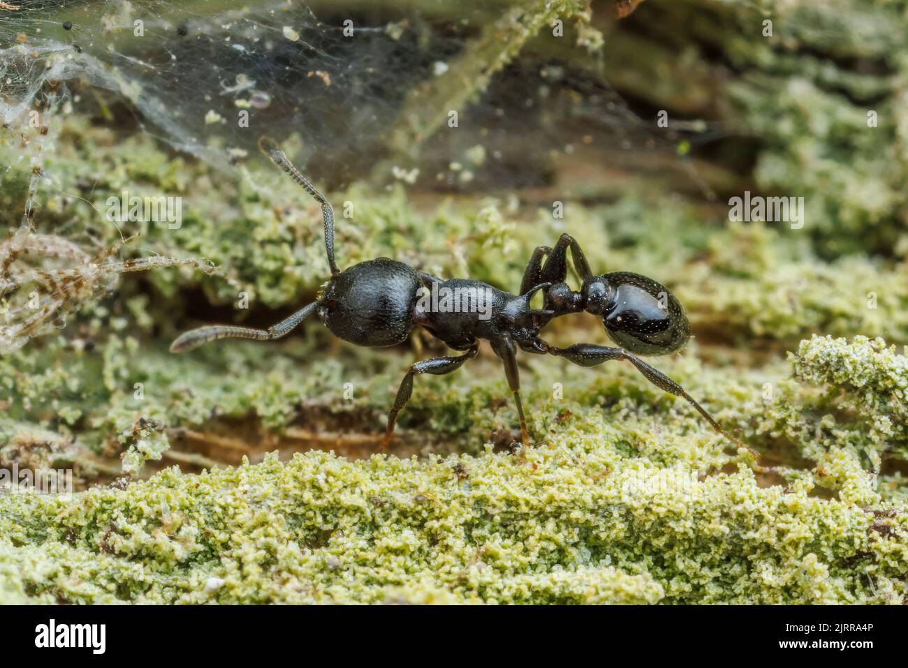 An Acorn Ant (Temnothorax misomoschus) forages on the side of a sabal palm (Sabal mexicana) tree. Stock Photo