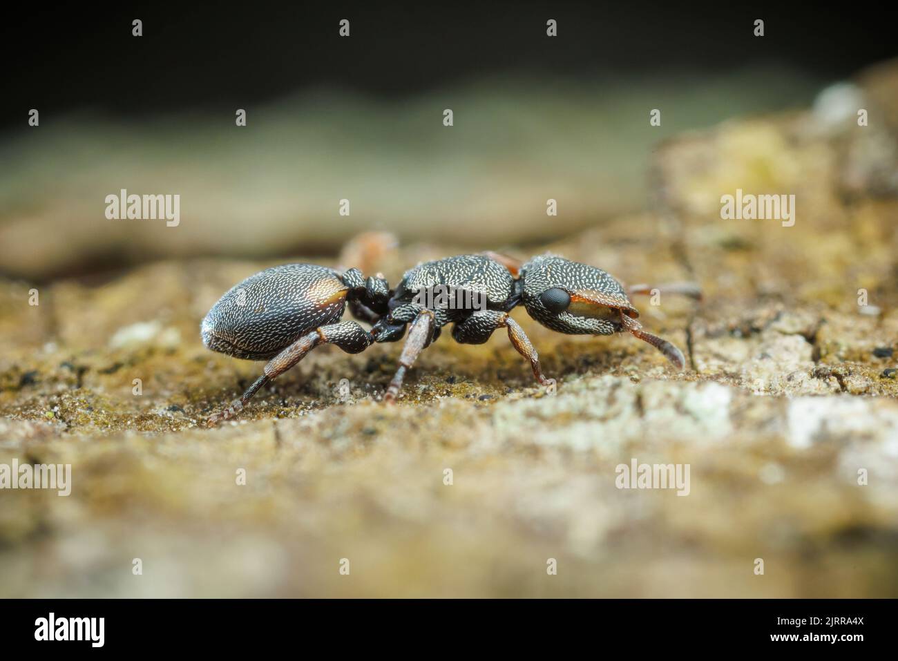Texas Turtle Ant (Cephalotes texanus) on a Honey Mesquite (Prosopis glandulosa) tree. Stock Photo