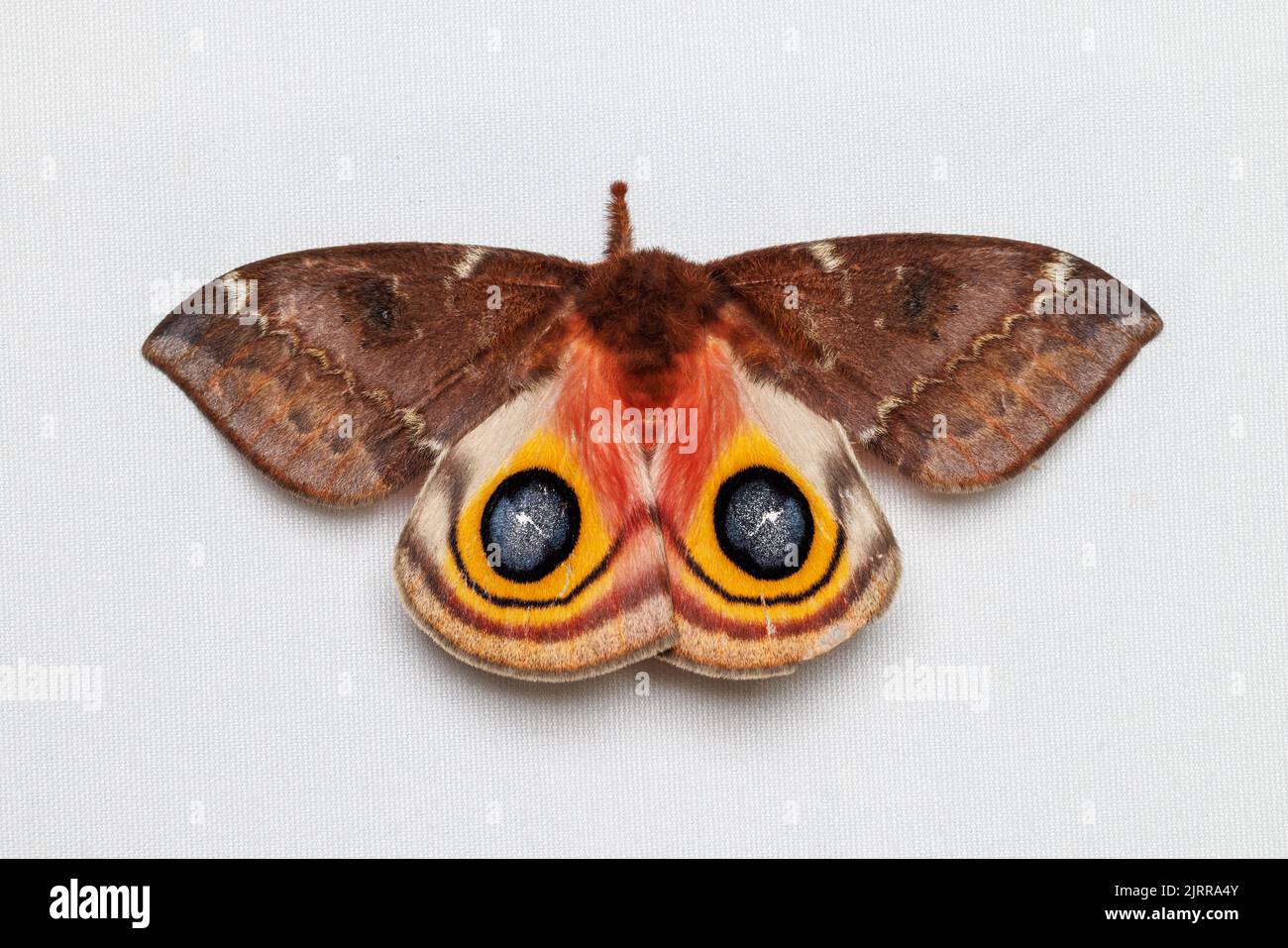 Io moth automeris io hi-res stock photography and images - Alamy