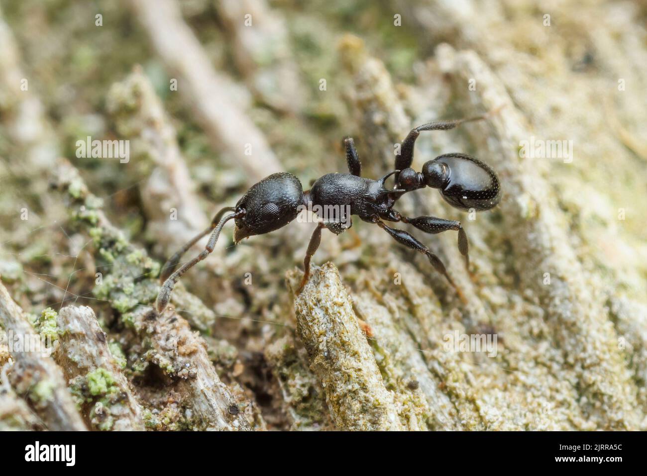 An Acorn Ant (Temnothorax misomoschus) forages on the side of a sabal palm (Sabal mexicana) tree. Stock Photo