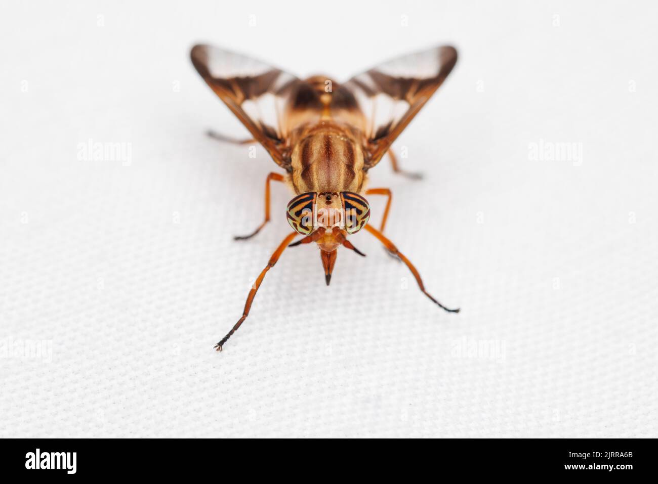 Deer Fly (Chrysops vittatus) Stock Photo