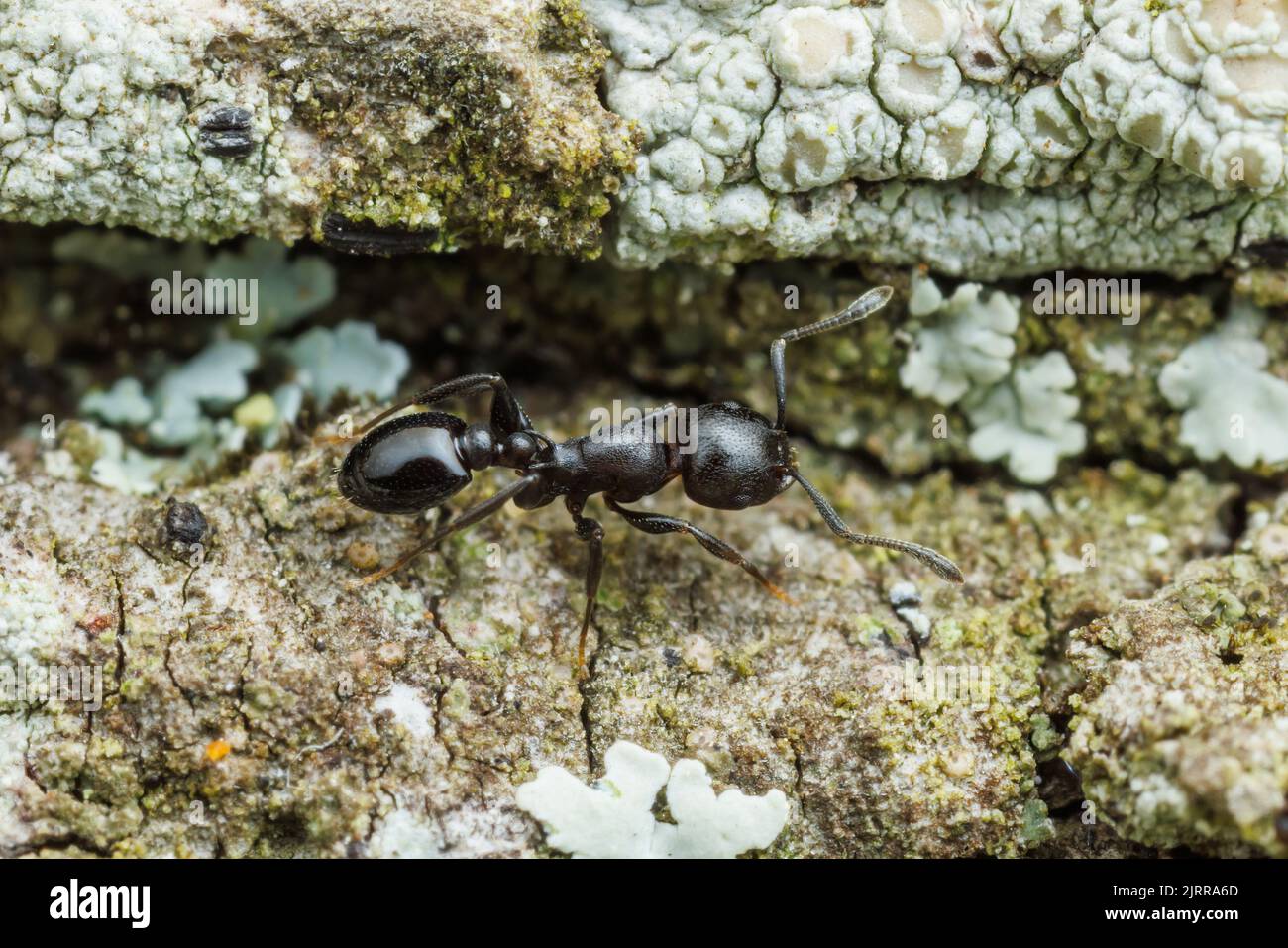 An Acorn Ant (Temnothorax misomoschus) forages on the side of a sabal palm (Sabal mexicana) tree. Stock Photo