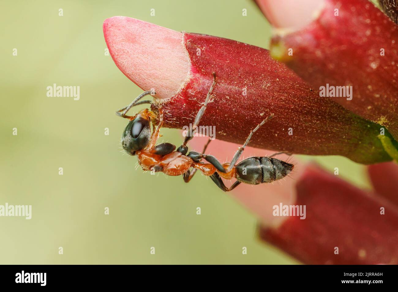 Graceful Twig Ant (Pseudomyrmex gracilis) Stock Photo